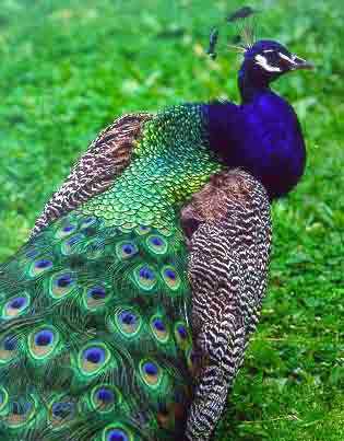 Peacock